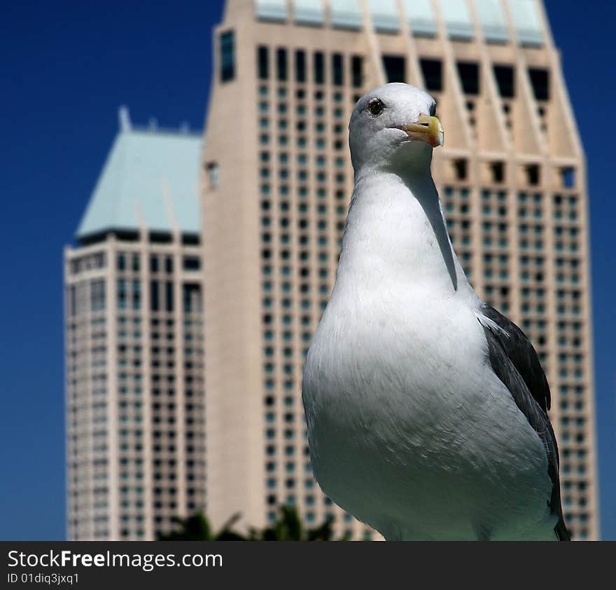 Sea gull with the skyscraper as background