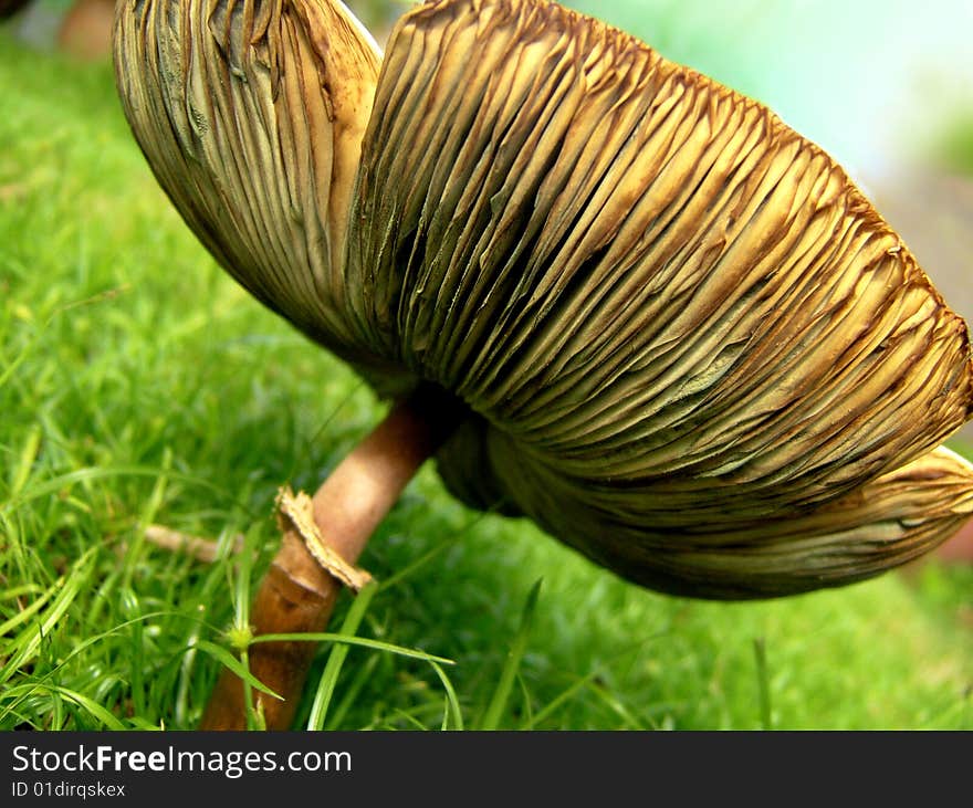 Protection- Mushroom in green grass. Protection- Mushroom in green grass