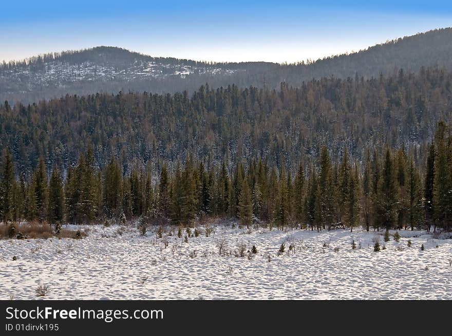 Mountains covered a fur-trees. Winter and blue sky.