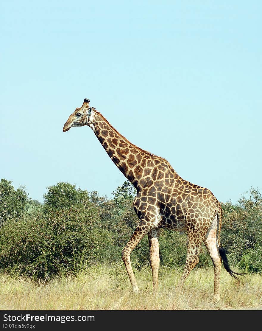 Giraffe in the bushveld of South Africa. Giraffe in the bushveld of South Africa.