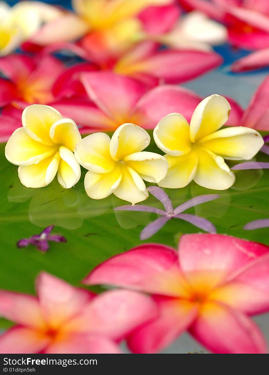 Colorful Plumeria In The Pool