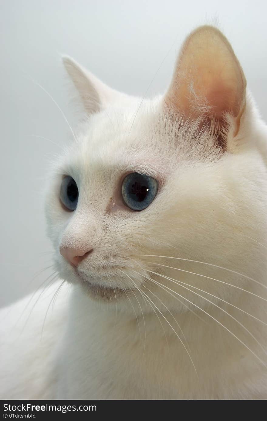 White cat