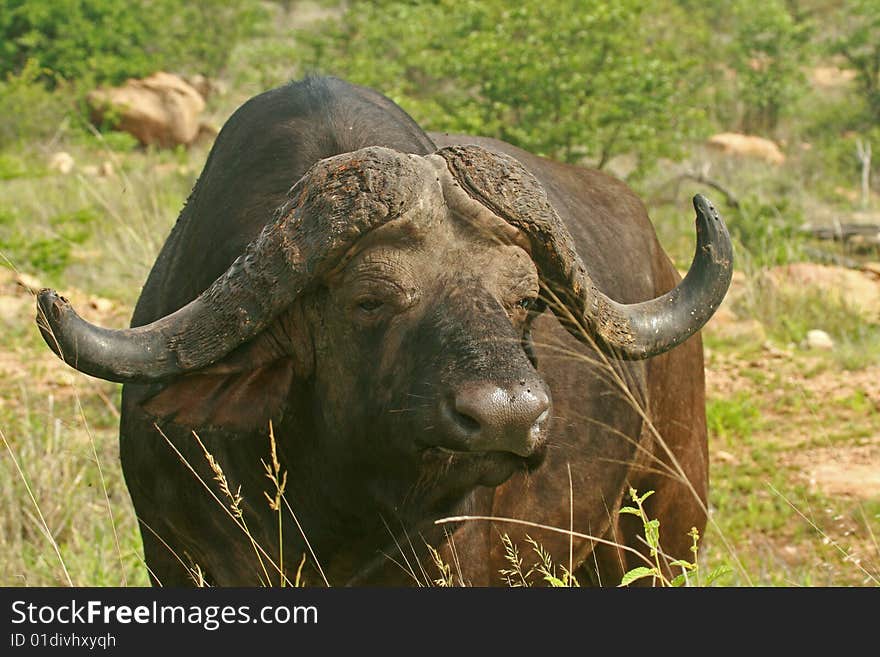 Old Cape Buffalo Bull