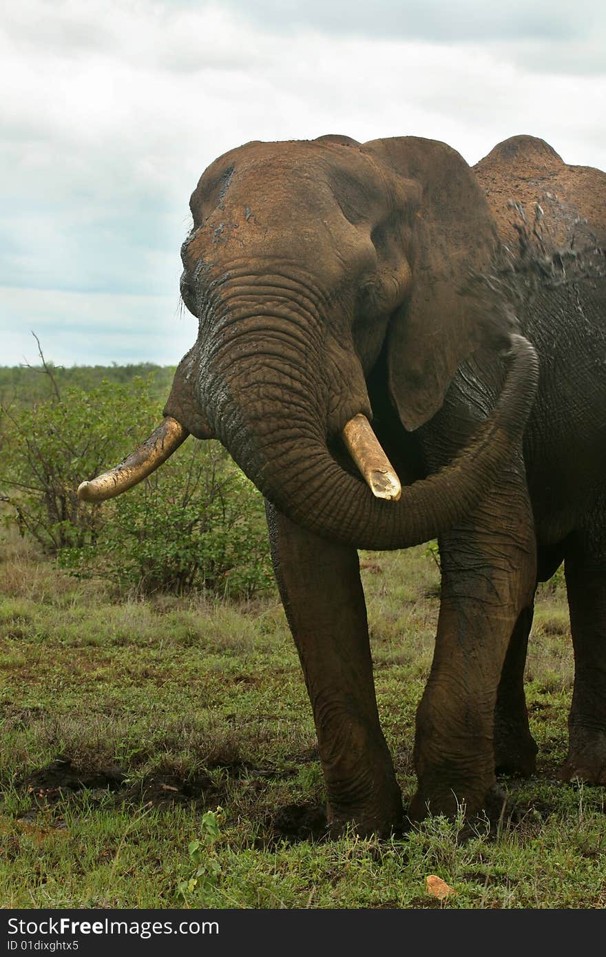 African Elephant Having a Mud Bath