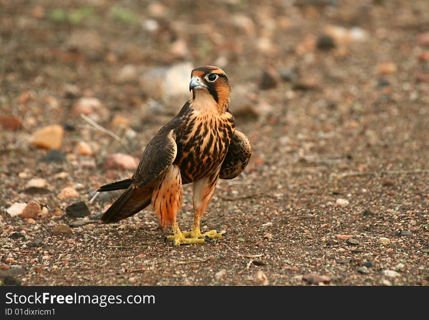 Falcon Sitting on Dirt Road. Falcon Sitting on Dirt Road.