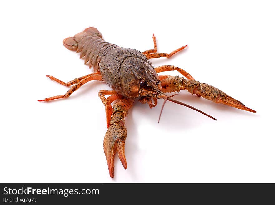 Lobster isolated on white