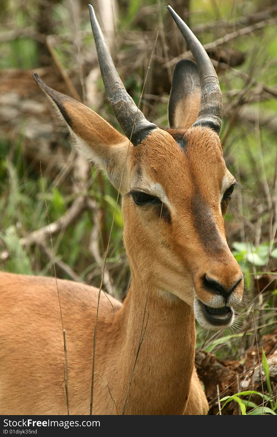 Young Impala Ram