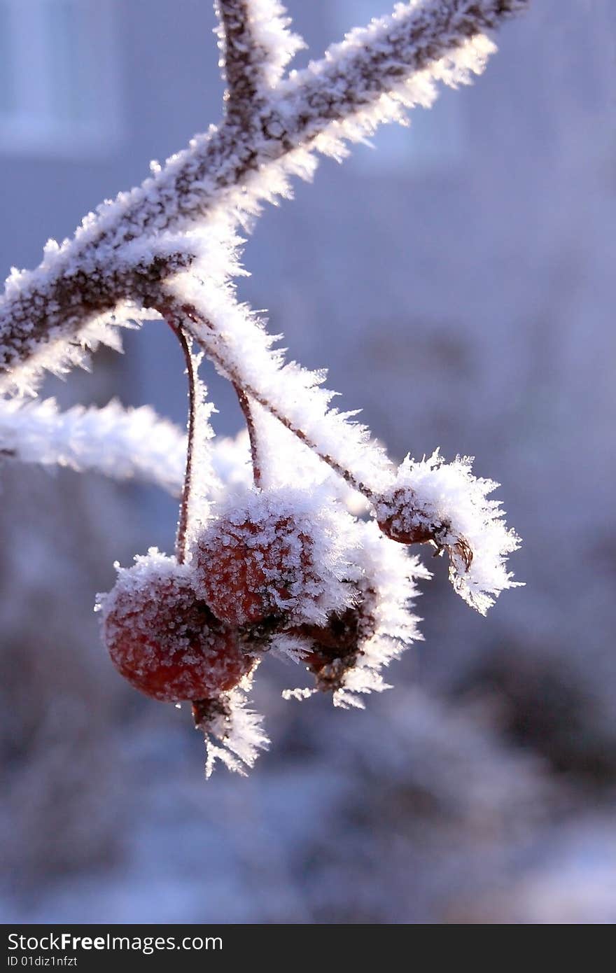 Winter landscape.