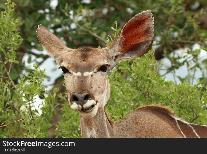 Kudu Doe Feeding on Leaves