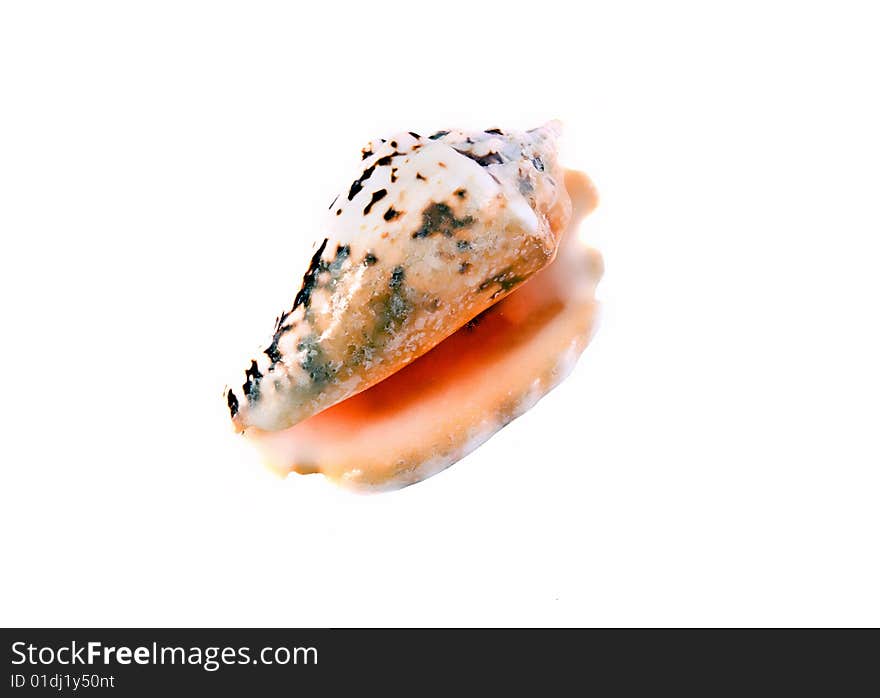 Sea shell close-up isolated on a white background