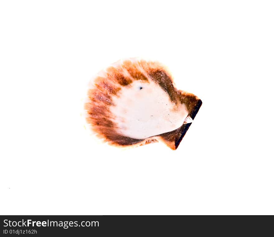 Sea shell close-up isolated on a white background