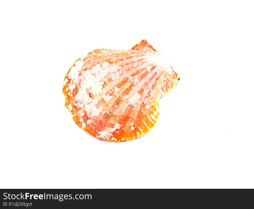 Sea shell close-up isolated on a white background