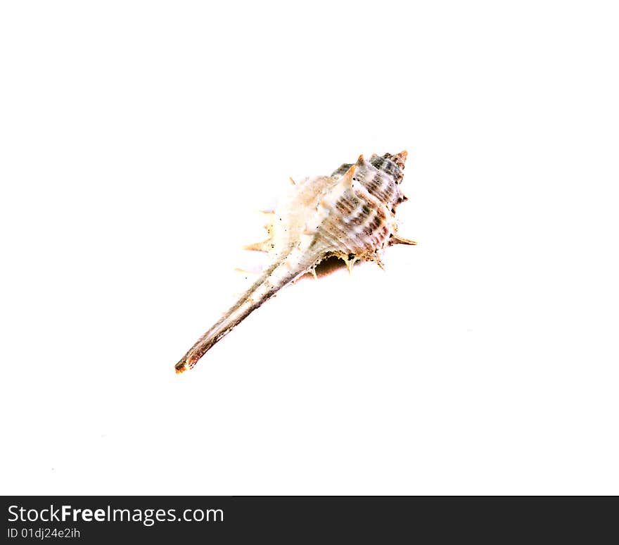 Sea shell close-up isolated on a white background