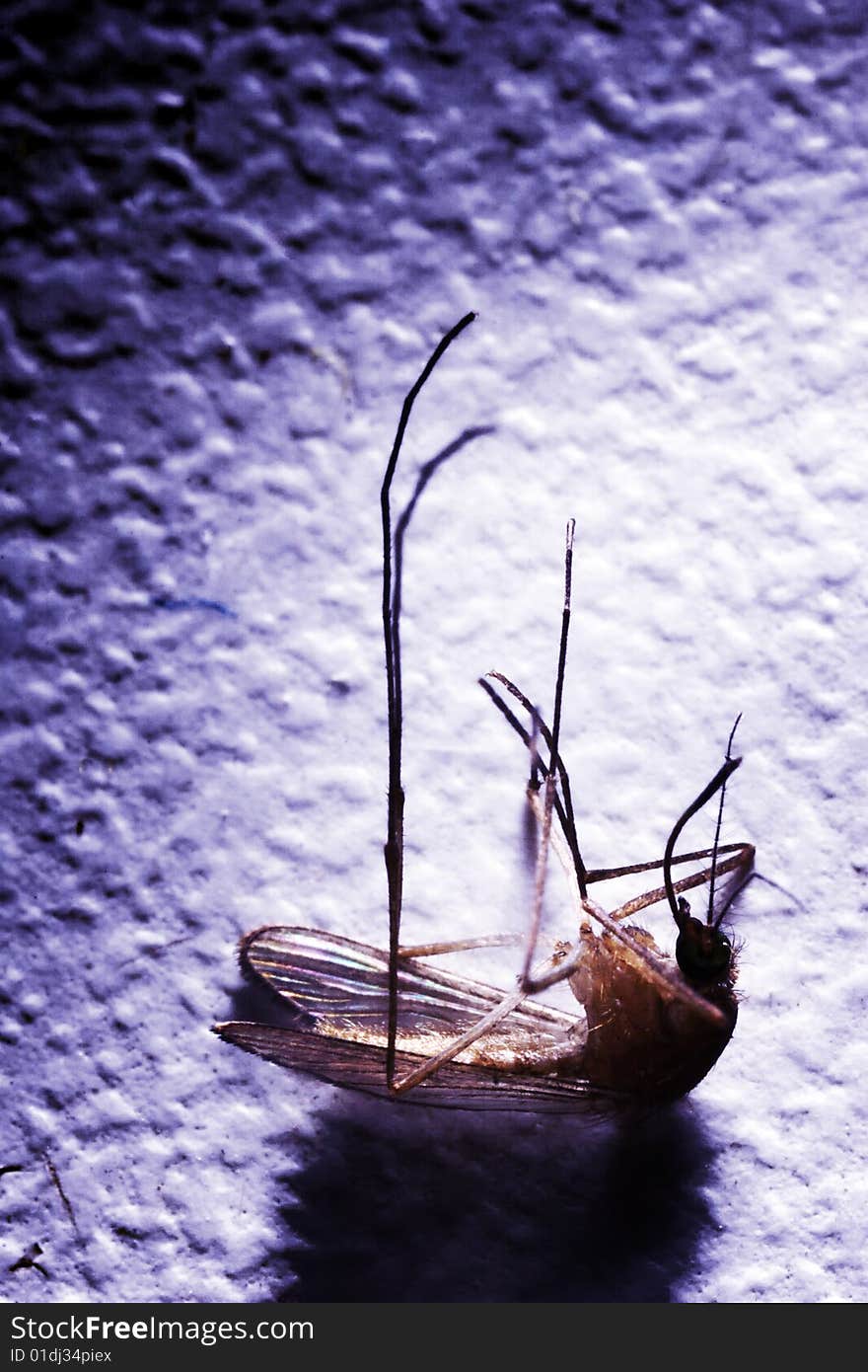 Dead mosquito on the white plastic. Close-up. Blue tint. Narrow depth of field. Dead mosquito on the white plastic. Close-up. Blue tint. Narrow depth of field.