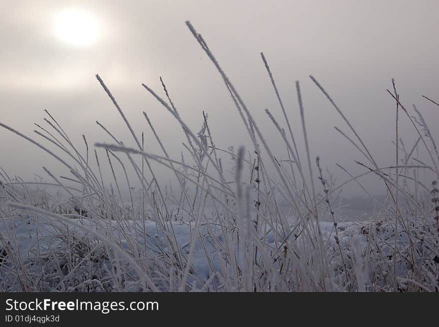 Grass are covered hoarfrost