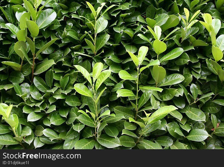 Green leaves as natural background in park / outdoor