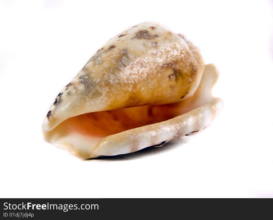 Sea shell close-up isolated on a white background