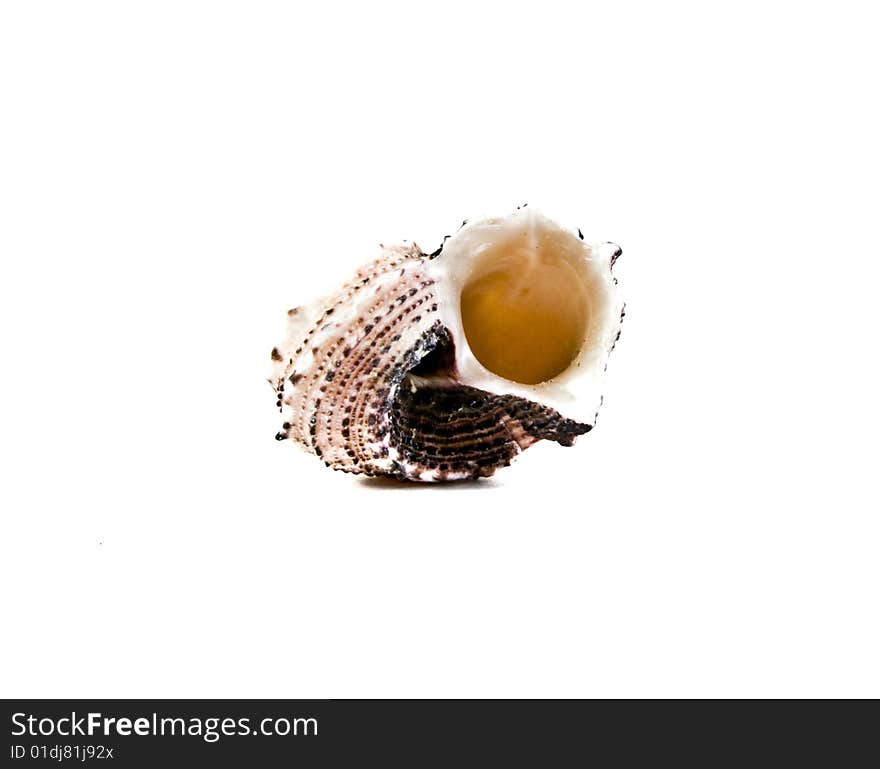 Sea shell close-up isolated on a white background