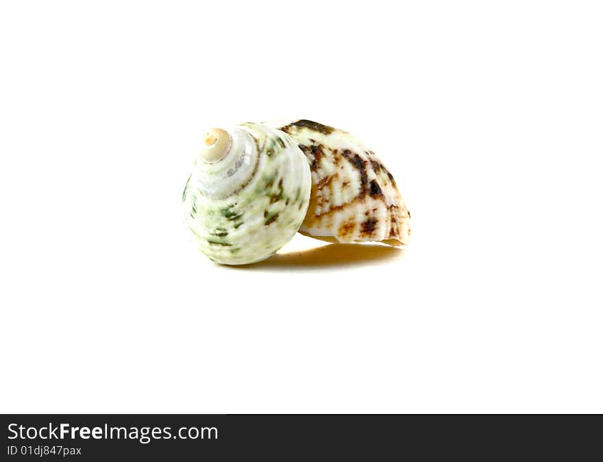 Sea shell close-up isolated on a white background