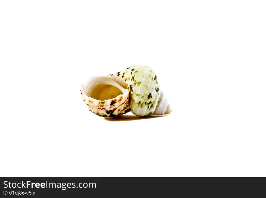 Sea shell close-up isolated on a white background