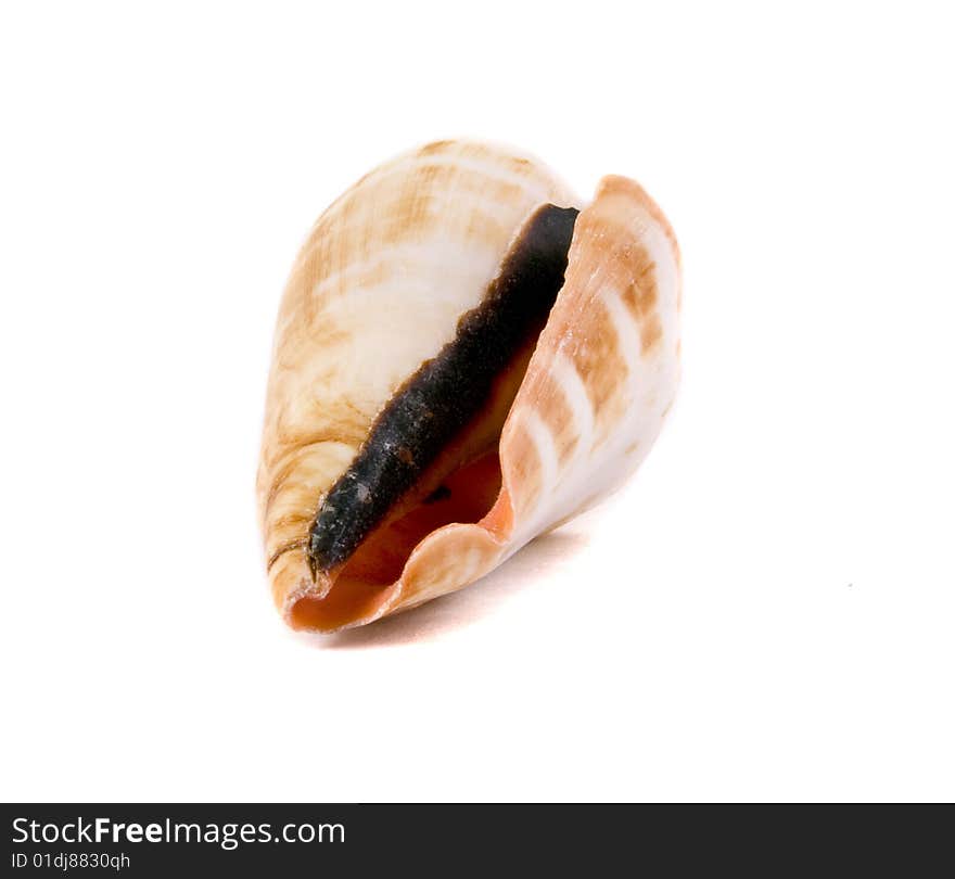 Sea shell close-up isolated on a white background