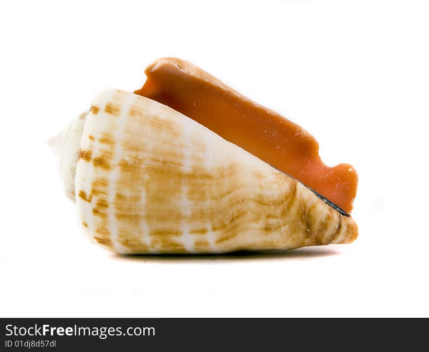 Sea shell close-up isolated on a white background