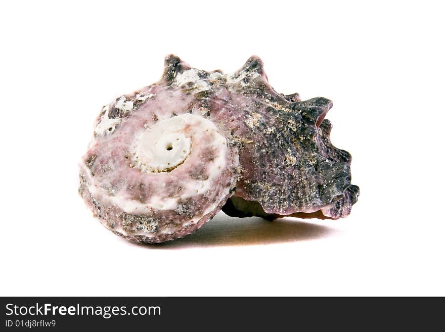 Sea shell close-up isolated on a white background