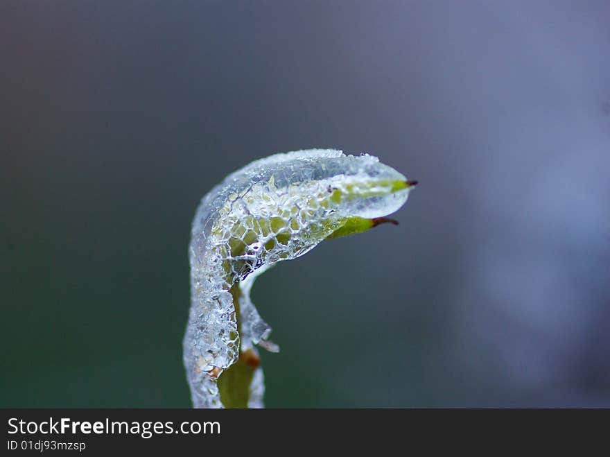 Branch with ice