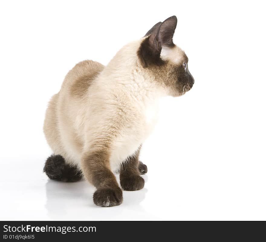 Siamese cat on white background