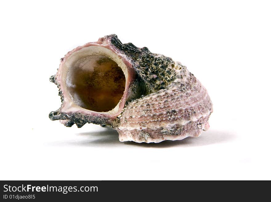 Sea shell close-up isolated on a white background