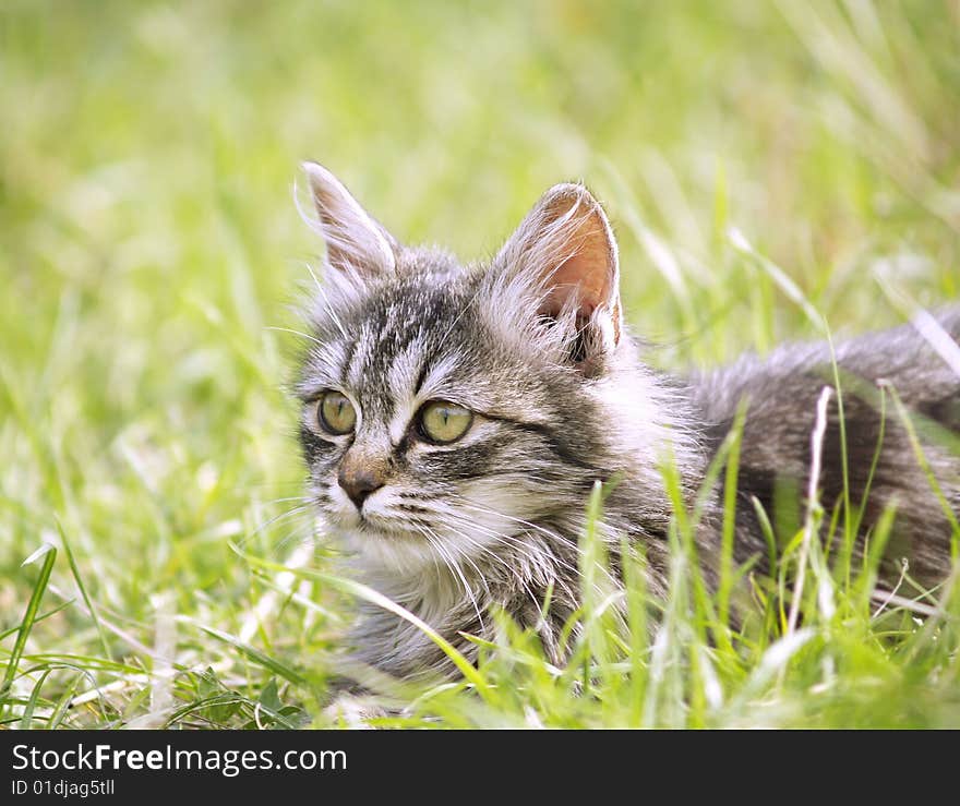 A baby cat playing in the green grass of the garden. A baby cat playing in the green grass of the garden.