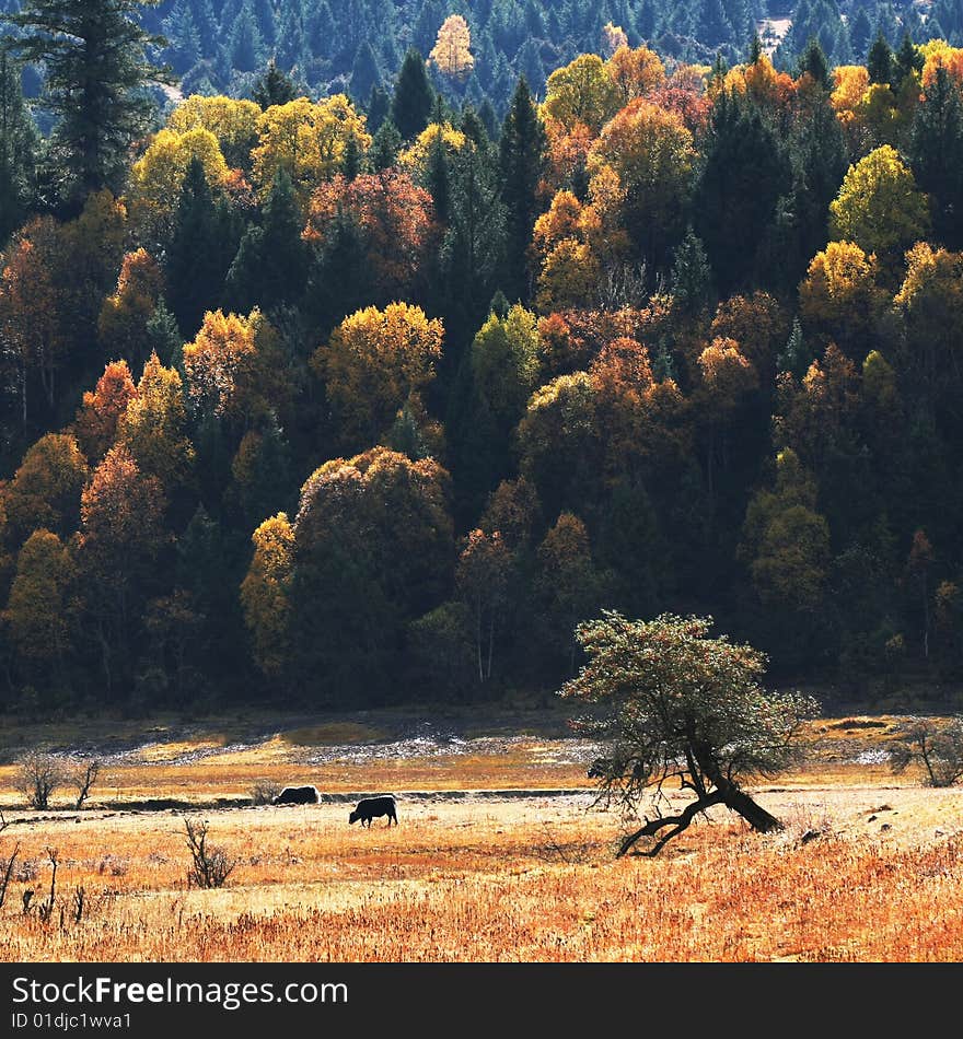 Forest beautiful autumn color season