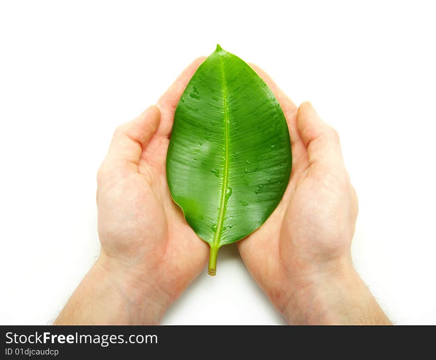 Leaf In Hands