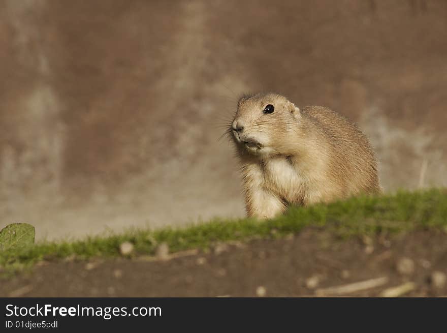 A prairie dog is on hunting.