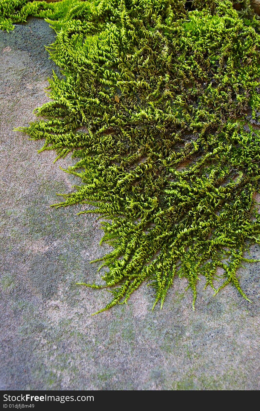 Texture: green moss at the old grey wall. Texture: green moss at the old grey wall