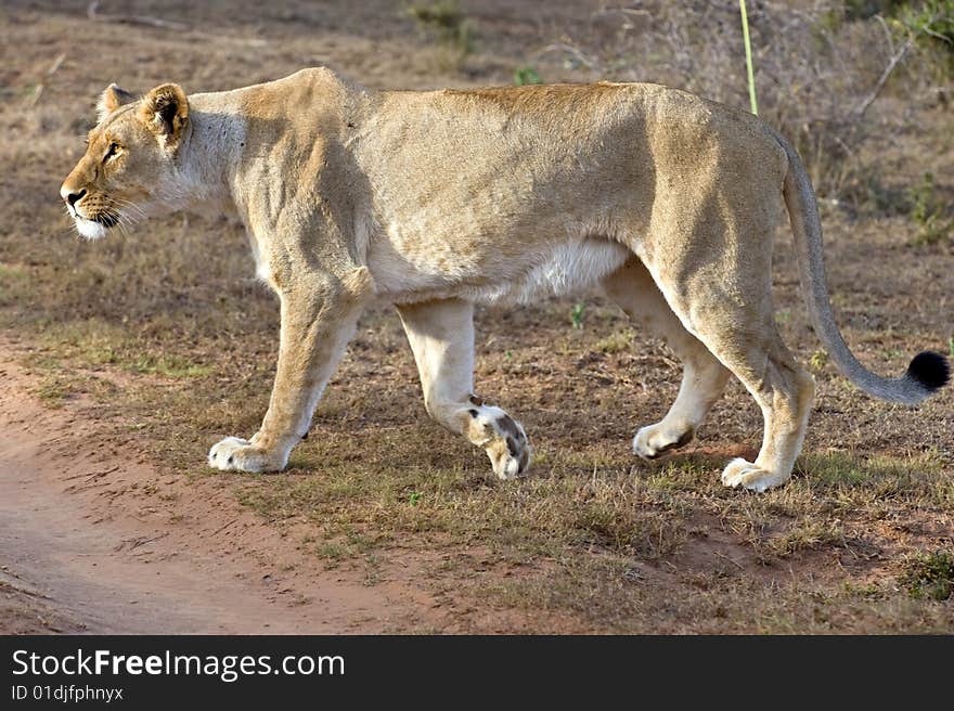 The Leading Pride Female lion on the hunt. The Leading Pride Female lion on the hunt