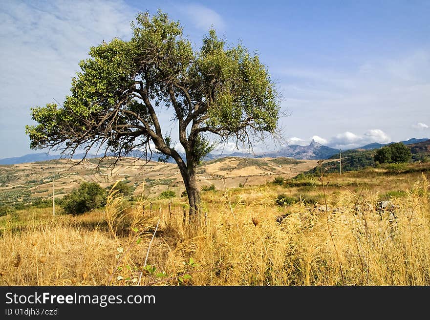 Old tree