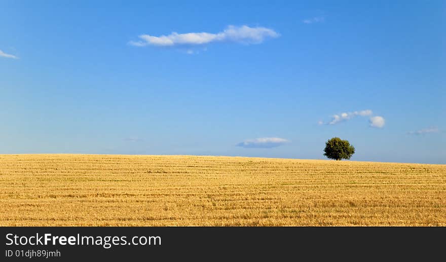 Summer Field With Tree