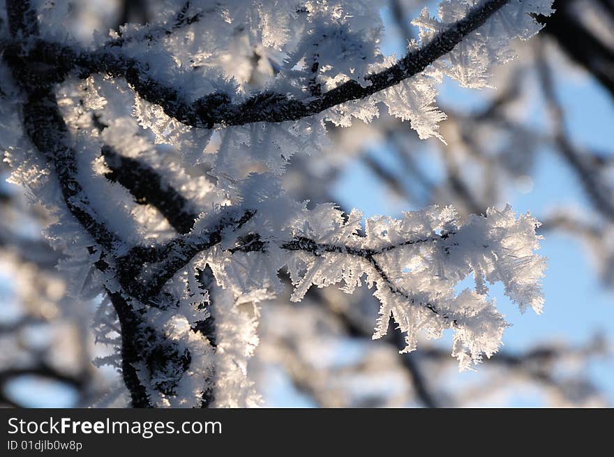 Frozen Branches