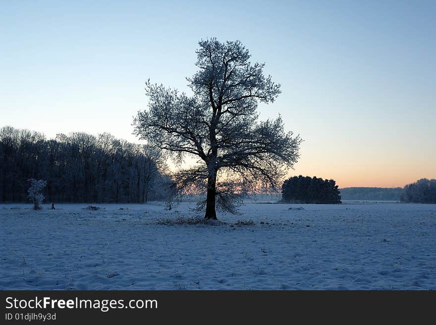 Tree on a frozen field during sunrise. Tree on a frozen field during sunrise