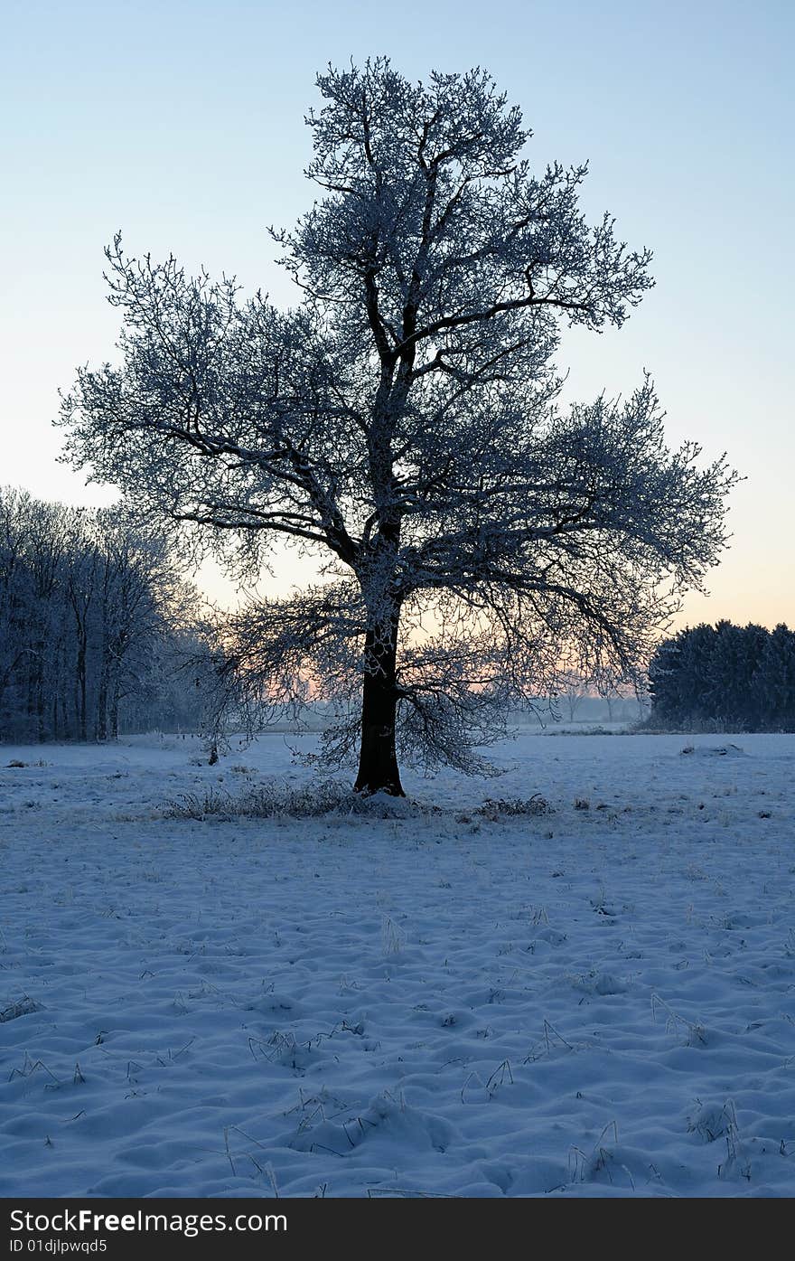 Tree on a frozen field during sunrise. Tree on a frozen field during sunrise