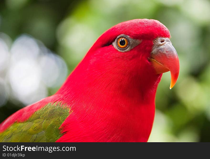 Red parrot with green wings closeup