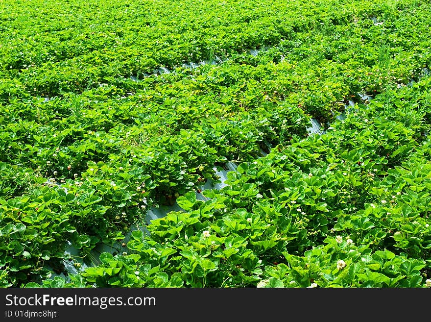 Field of strawberry plants on a farm. Field of strawberry plants on a farm