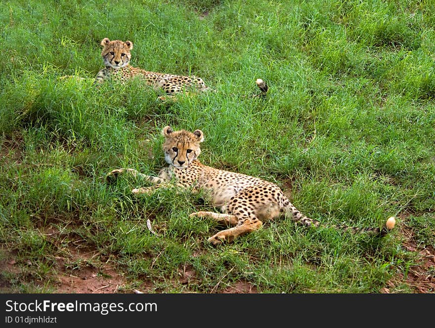 Two cheetah cubs