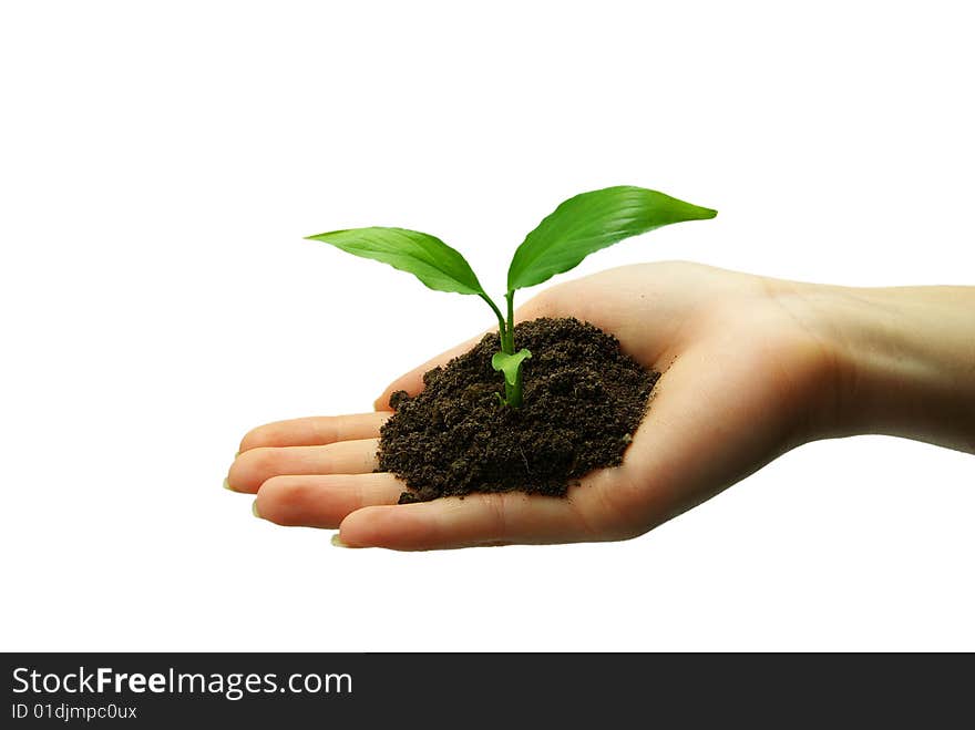 Holding a plant between hands on white. Holding a plant between hands on white