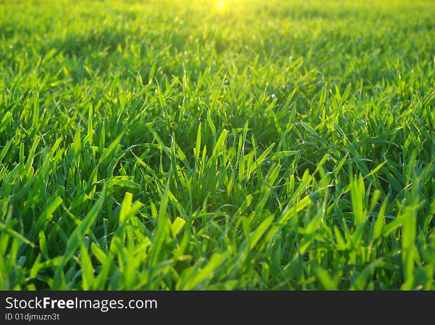 Background green lawn freshly mowed