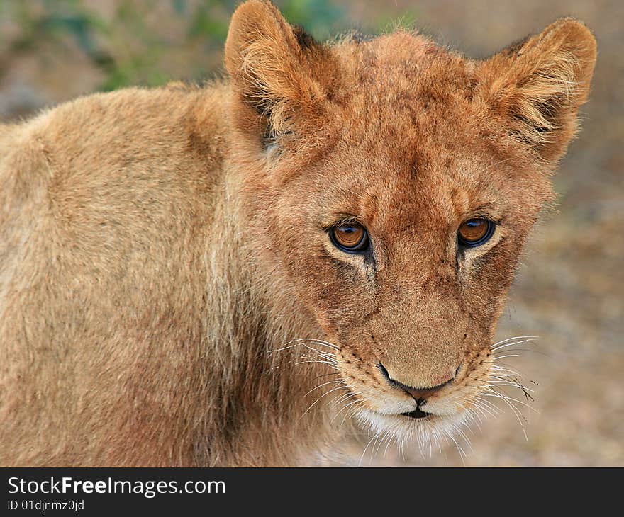 A close-up photo of a young lion cub looking right at the camera