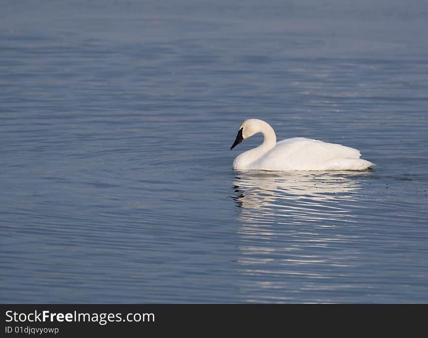 A trumpter swan swimming in a pond near the Mississippi River. A trumpter swan swimming in a pond near the Mississippi River