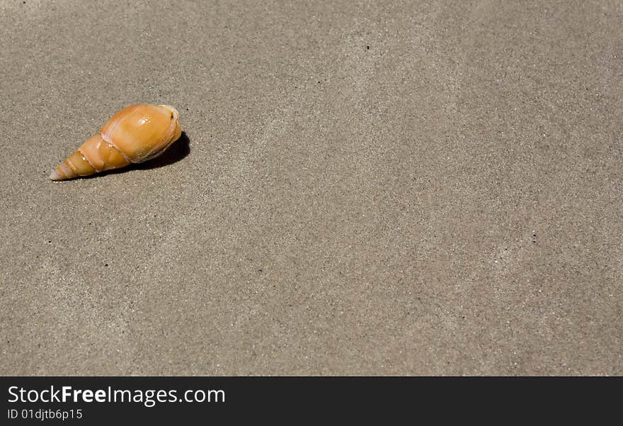 Single shell on a beach with space for text