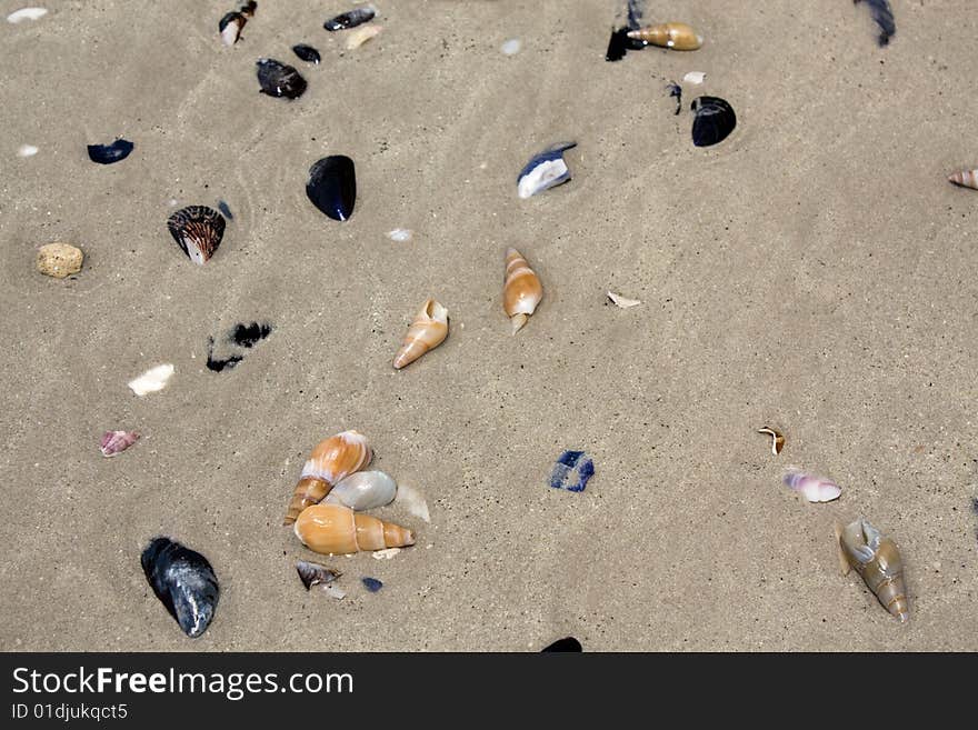 Shells on a beach in wet sand